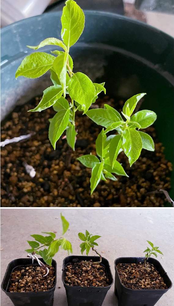 ユスラウメの台木の投稿画像 By 工房 Godさん 挿し木と鉢上げと針金掛け 21月4月8日 Greensnap グリーンスナップ