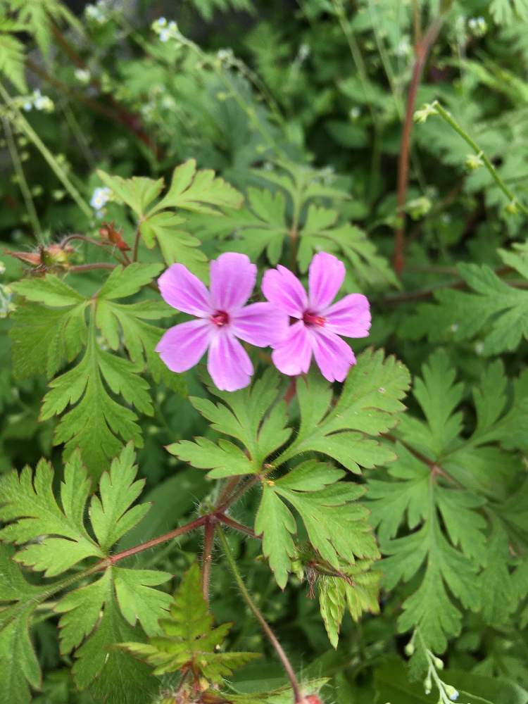 ヒメフウロの投稿画像 By ショッポさん 21月4月8日 Greensnap グリーンスナップ