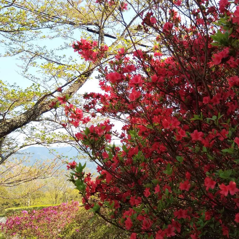 ツツジの投稿画像 By 合歓の木さん 花のある暮らしとお花満開 と M Family 21月4月8日 Greensnap グリーンスナップ
