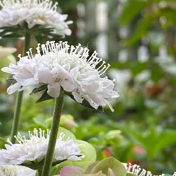 宿根草春の投稿画像一覧 Greensnap グリーンスナップ