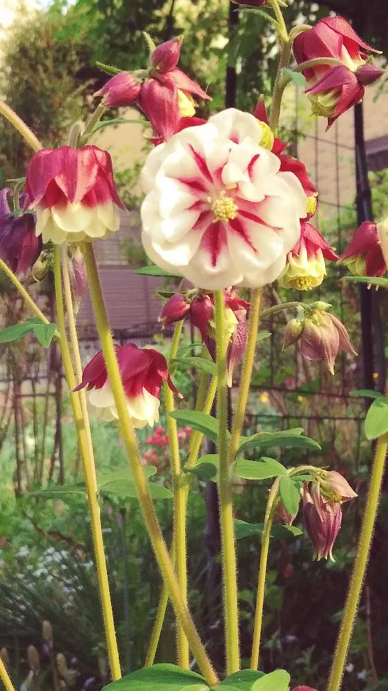 お花を楽しむの投稿画像 By ヨシさんさん 種まきとおだまき とお花大好きと花いっぱい とお花のある暮らしと宿根 多年草 21月4月8 日 Greensnap グリーンスナップ