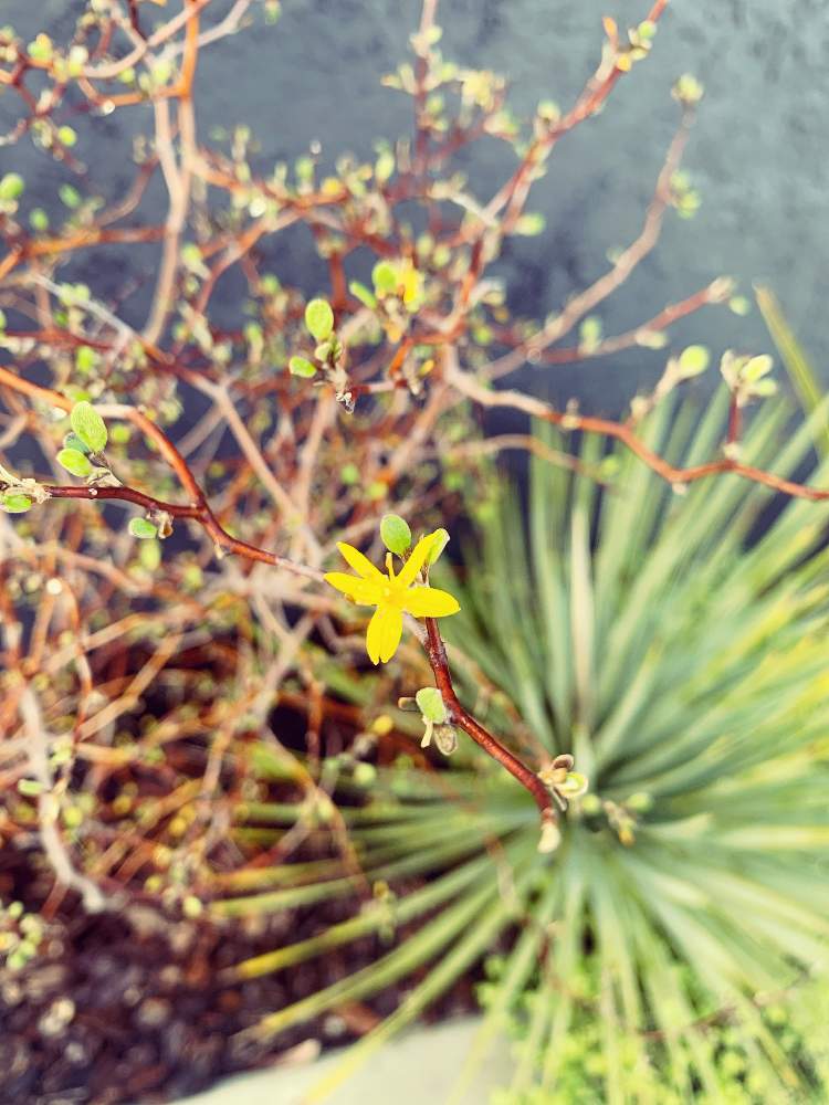 コロキアの投稿画像 By ボーダーさん オシャレ庭木とコロキアの以外な一面と花のある暮らしとオージー好きと夕方の水やりと癒しのひと時 21月4月8日 Greensnap グリーンスナップ