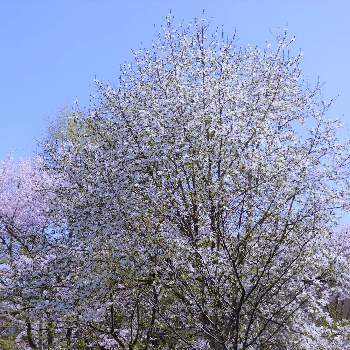 伸びやかの画像 by 文さん | コブシと春爛漫と樹木の花と伸びやかと満開とモクレン科と近所散歩と自生
