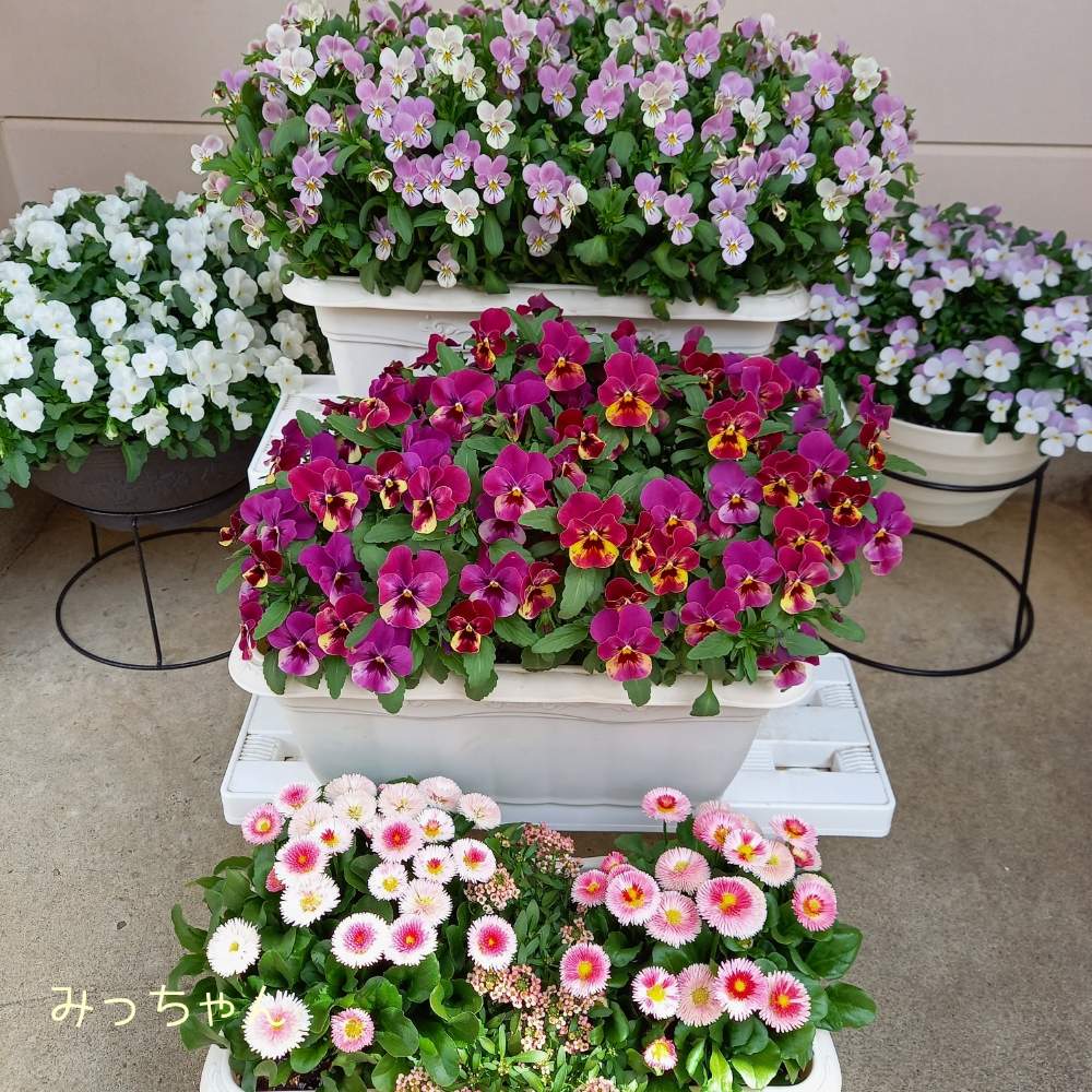 デージーの投稿画像 By みっちゃんさん ビオラとおうち園芸とビオラ寄せ植えとビオラ とミッチの会とビオラの季節とガーデニングと花のある暮らしとアリッサム と可愛らしいビオラ 21月4月8日 Greensnap グリーンスナップ