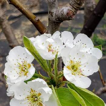ラ フランスの投稿画像一覧 Greensnap グリーンスナップ