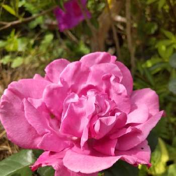 バラ エンジェルフェイスの投稿画像一覧 Greensnap グリーンスナップ