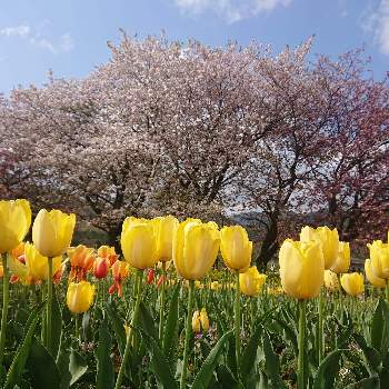 桜さいたの画像 by けいにゃんこさん | お出かけ先と桜だいすきと黄色い花と桜さいたと春の息吹とチューリップ咲いたと花畑と『2021桜』フォトコンテスト