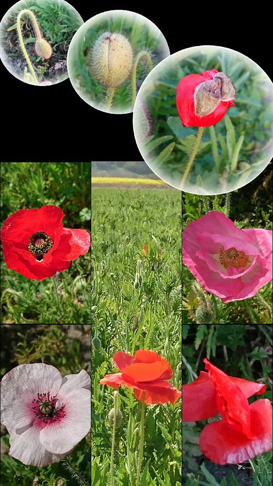 ポピーの投稿画像 By あかりrさん ケシ科と花畑 21月4月8日 Greensnap グリーンスナップ