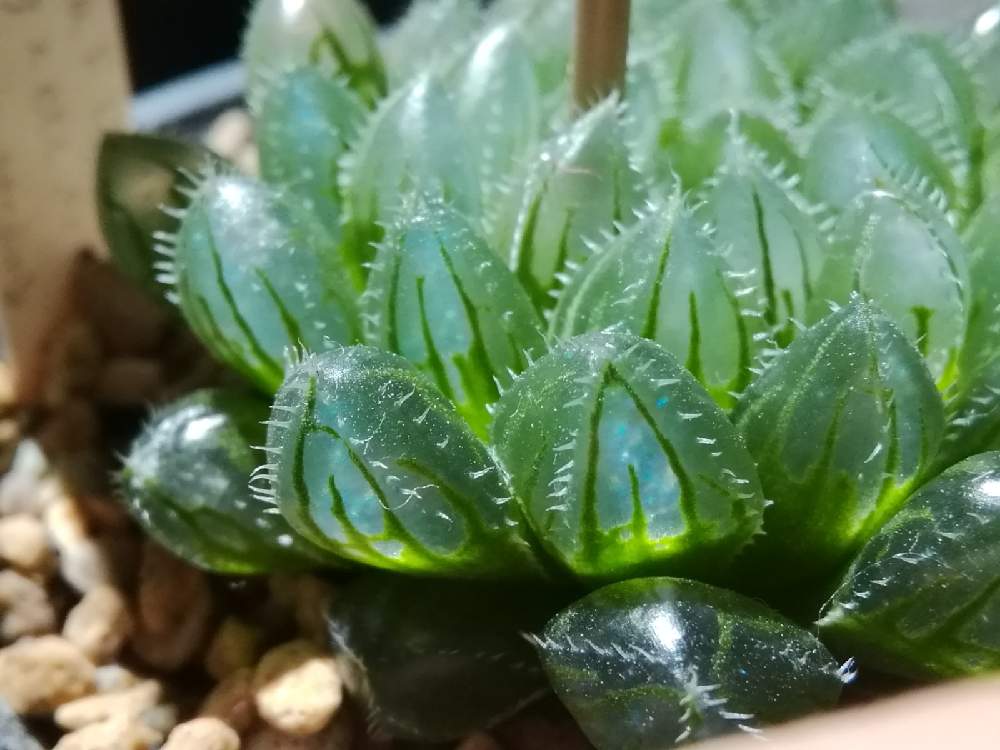 ハオルチアの投稿画像 By ほむらさん ハオルチア属 ハオルシア属と多肉植物とハオルチア属と透明な窓と青光りくんと多肉植物とハオルチア属と透明な窓と青光りくん 21月4月8日 Greensnap グリーンスナップ Greensnap グリーンスナップ ハオルチアの投稿画像 By ほむらさん ハオルチア属 ハオルシア属と多肉植物とハオルチア属と透明な窓と青光りくんと多肉植物とハオルチア属と透明な窓と青光りくん 21月4月8日 Greensnap グリーンスナップ Greensnap グリーンスナップ