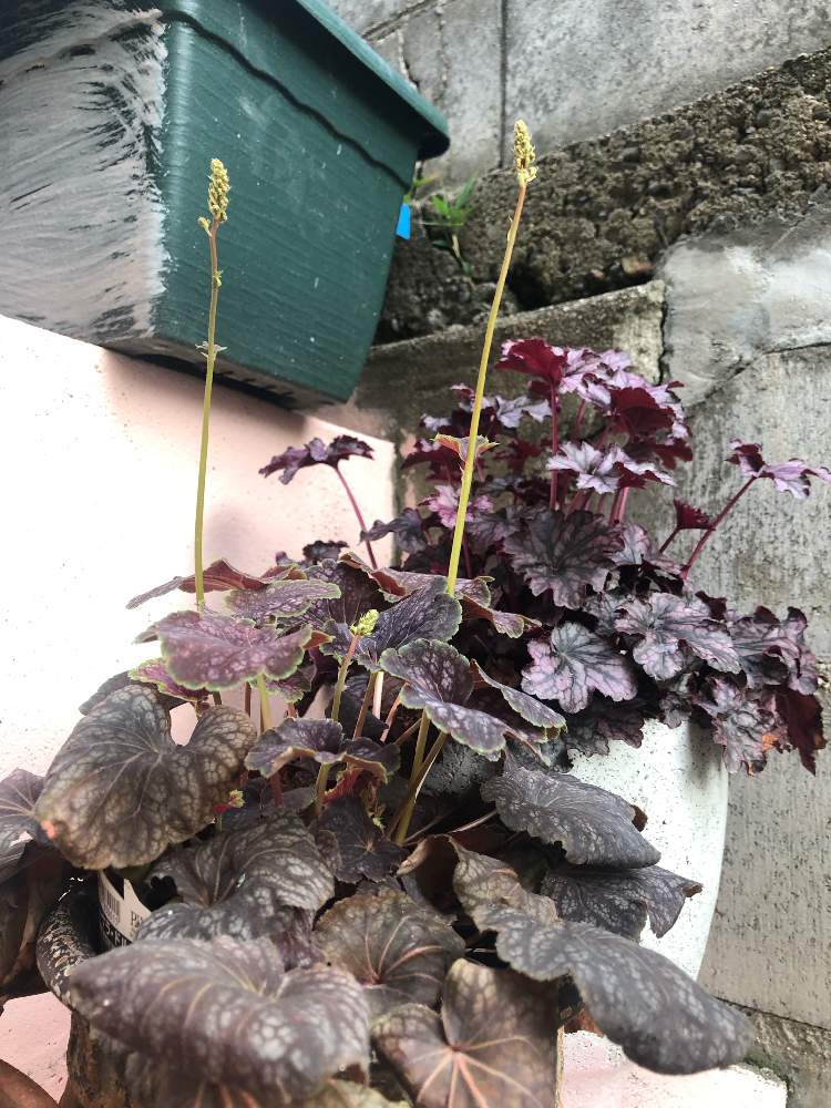 Pw ヒューケラドルチェの成長とその後 21 Greensnap グリーンスナップ