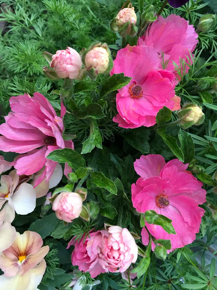 ラナンキュラスの投稿画像 By 32さん 隣の敷地とおうち園芸とラナンキュラス ラックスとラナンキュラスラックスを愛する会と花のある暮らしと地植え 21月4月8日 Greensnap グリーンスナップ