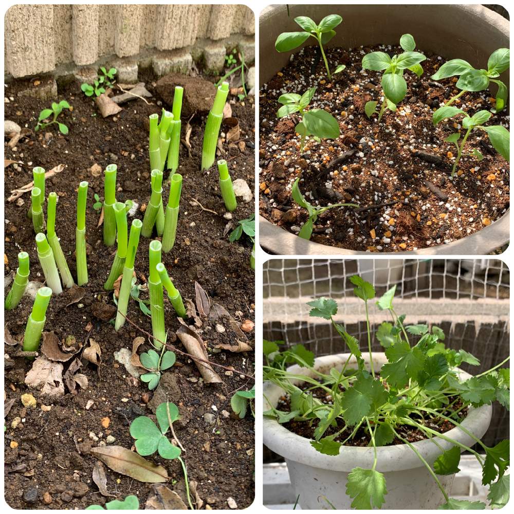 スイートバジルの投稿画像 By Moriさん パクチーと小葱と食べられる植物とおうち園芸とハーブとハーブのある暮らしと家庭果樹と小さな小さな庭と家庭菜園奮闘日記 21月4月8日 Greensnap グリーンスナップ