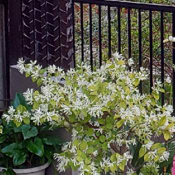 トキワマンサク 白 の投稿画像一覧 Greensnap グリーンスナップ