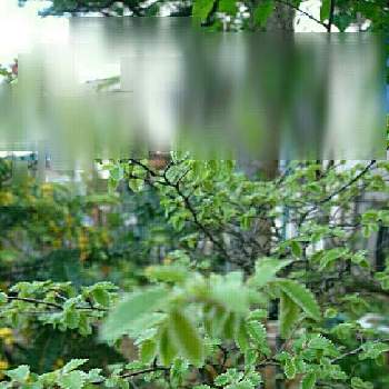 友禅欅の画像 by アロエのベラさん | 友禅欅と春のお花と山野草とはなのある暮らしとガーデニングと盆栽風