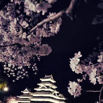 桜・そめいよしのの画像 by あやさん | お出かけ先と桜・そめいよしのと『2021桜』フォトコンテスト