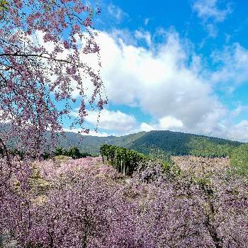 高見の郷の画像 by ひろさんさん | お出かけ先と枝垂れ桜と高見の郷と天空の庭と雲仲間と『2021桜』フォトコンテスト