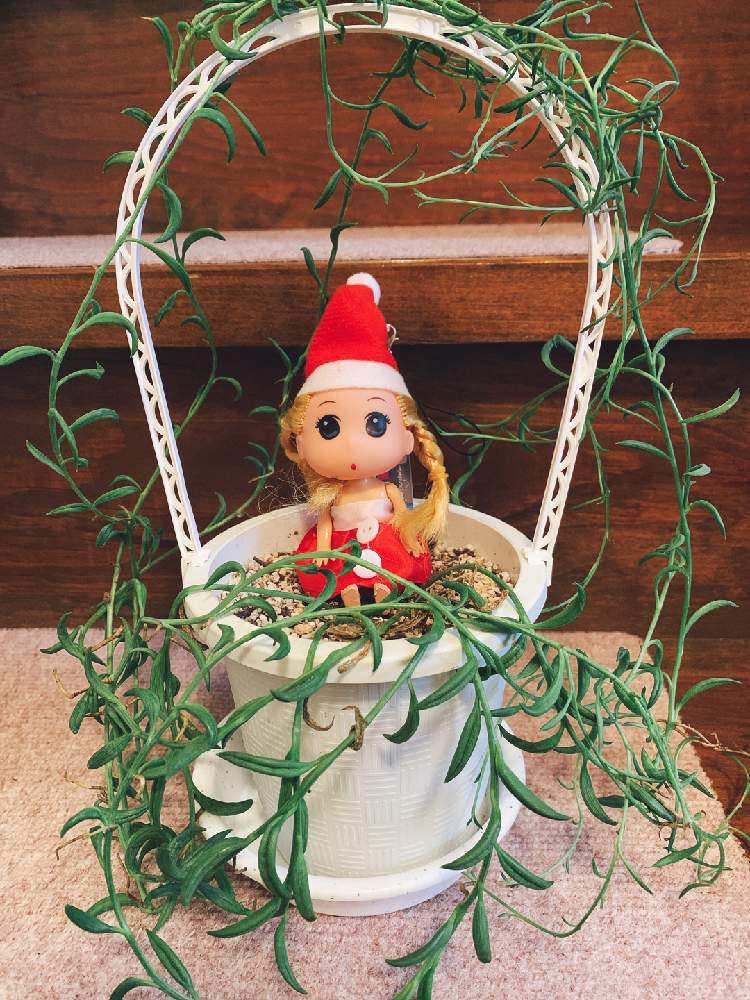 バナナネックレスの投稿画像 By Tanoさん ルルちゃん人形とバラと夢clubとネックレスの日 21月4月 8日 Greensnap グリーンスナップ