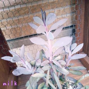 紫蛮刀の画像 by milkさん | 小さな庭と朧月とクラシハマタと紫蛮刀と多肉植物寄せ植え