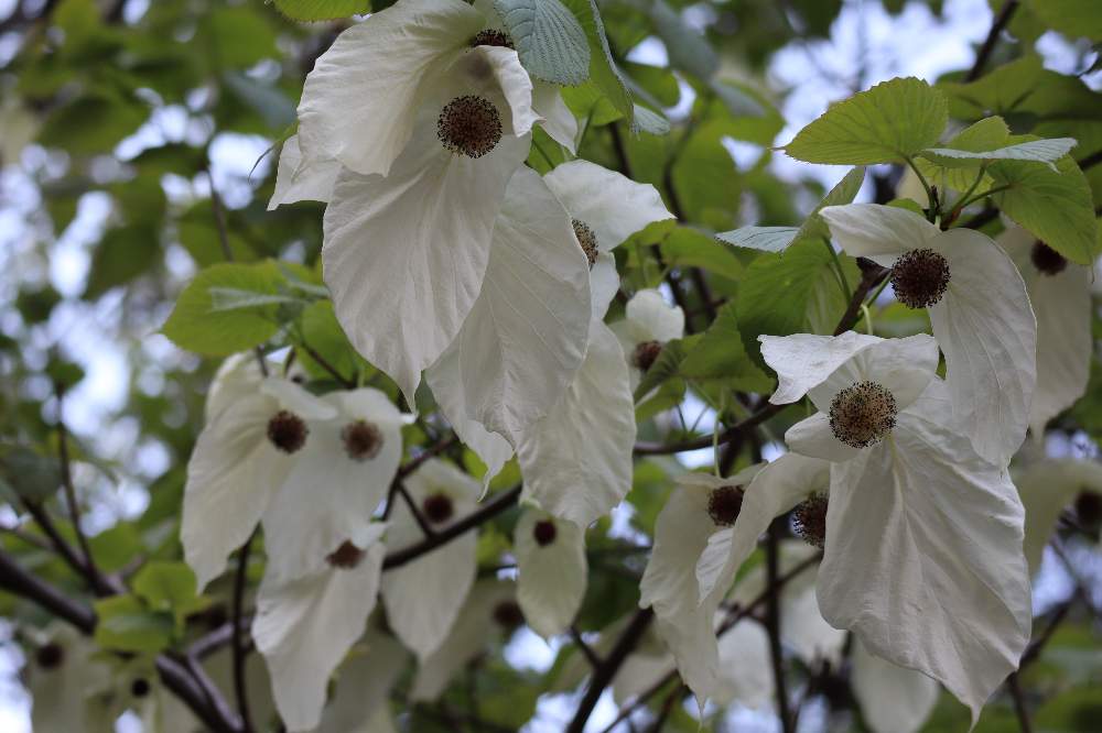 ハンカチの木のお花は咲いているでしょうか ユリノキは咲いているでしょうか 新宿御苑4月の散策 Greensnap グリーンスナップ