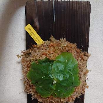 メリクロン株の投稿画像一覧 Greensnap グリーンスナップ