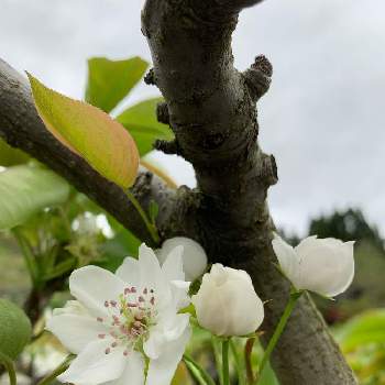 梨の花の投稿画像一覧 Greensnap グリーンスナップ