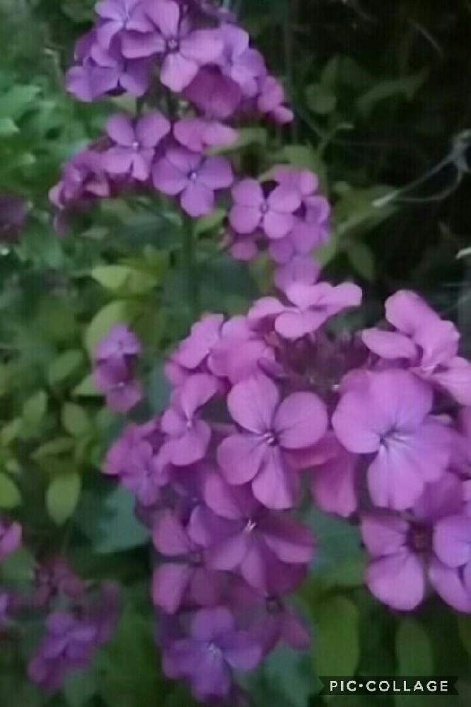 種から育てたの投稿画像 By Sa Chi Yさん 春の訪れとおうち園芸と我が家の花壇とむらさきのはなと花のある暮らしと地植えとオオバンソウと小さな庭と種から育てたと春の訪れとおうち園芸と我が家の花壇とむらさきのはなと花のある暮らしと地植え 21月4月9日