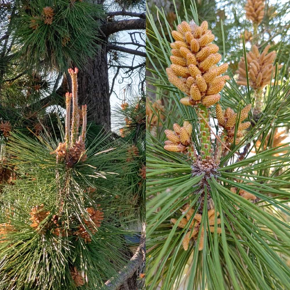 まつの投稿画像 By Natsumenobabaさん 花散歩と緑は癒し 21月4月9日 Greensnap グリーンスナップ