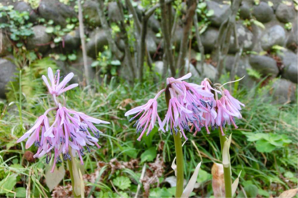 ショウジョウバカマの投稿画像 By チョウサンさん 春のお花と山野草と山野草大好き協会と花言葉と花のある暮らし 21月4月9日 Greensnap グリーンスナップ