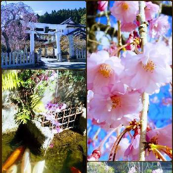 お花見日和の画像 by きょうさん | お花見日和とたのしみ♡と金蛇水神社と花のある暮らしと桜さく