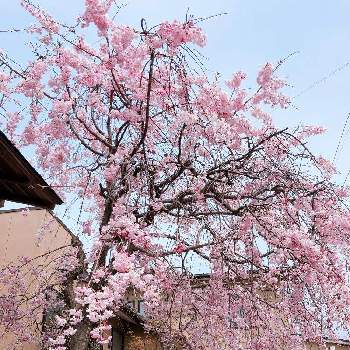 枝垂れ桜 の投稿画像一覧 Greensnap グリーンスナップ