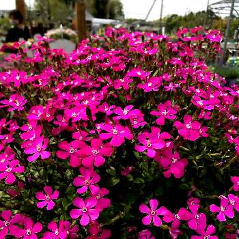 ピンクの小花の投稿画像一覧 Greensnap グリーンスナップ