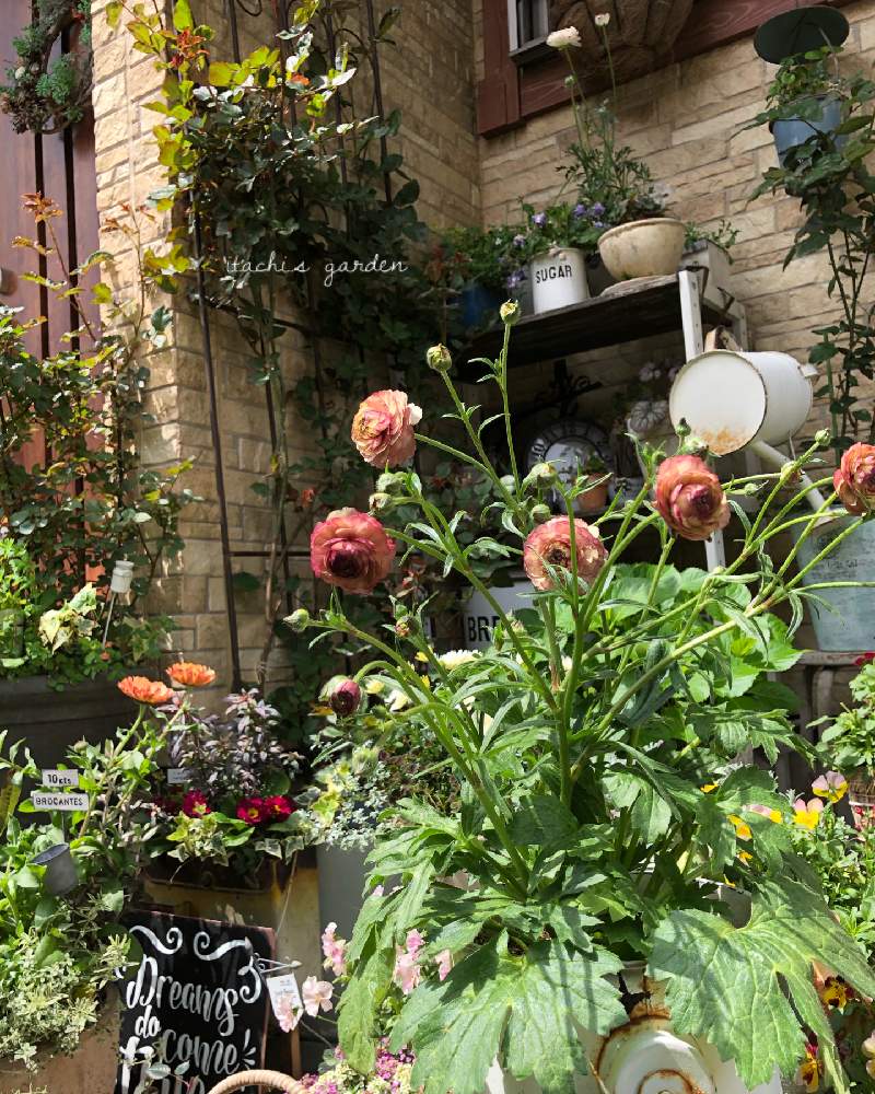 ラナンキュラスラックス アイオリアの投稿画像 By Itachiさん 植物のある暮らしとお花大好き とガーデニング大好き と癒しと植物大好きとおうち 園芸と植えっぱなしと可愛いと花のある暮らしと玄関 ガーデニング 21月4月9日 Greensnap グリーンスナップ