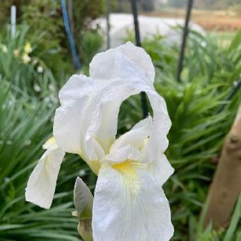 ジャーマンアイリス 白 の投稿画像一覧 Greensnap グリーンスナップ