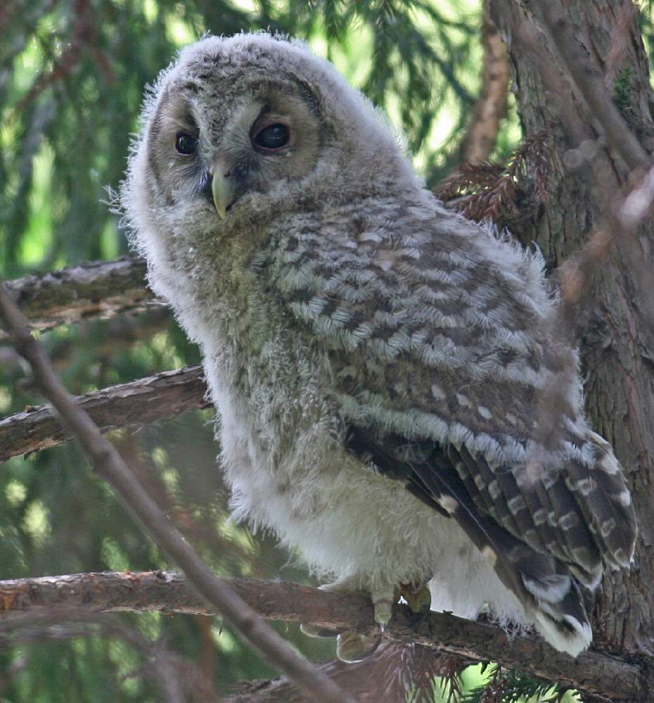 過去picの投稿画像 By はなさん 鳥のいる景色と幼鳥と野鳥と杉林の中とフクロウと猛禽ともうきん曜日 21月4月9日 Greensnap グリーンスナップ