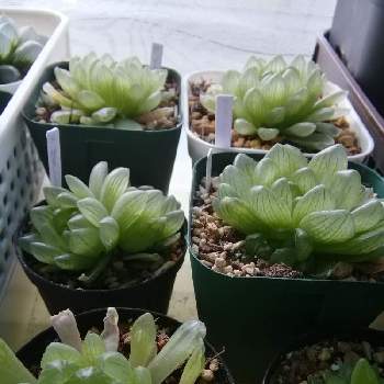 シンビフォルミス グラキリデリネアータの投稿画像一覧 Greensnap グリーンスナップ シンビフォルミス グラキリデリネアータの投稿画像一覧 Greensnap グリーンスナップ