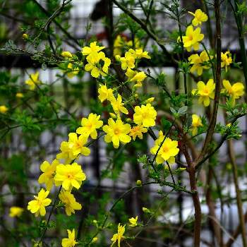 黄梅 Greensnap グリーンスナップ