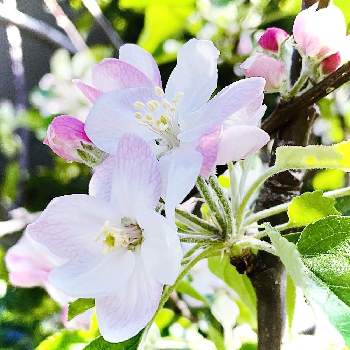 クラブアップルの花の投稿画像一覧 Greensnap グリーンスナップ