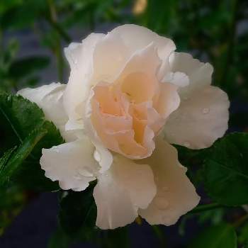 フロリバンダの画像 by ヨチさん | 小さな庭と四季咲きと白色とバラが好きとフロリバンダと多花とバラ大好きと白バラ