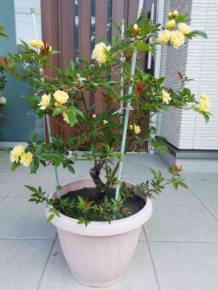 木香バラ 黄色 随時更新｜🍀GreenSnap（グリーンスナップ）