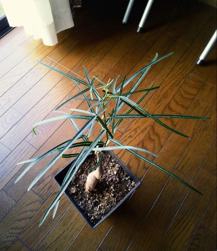 ブラキキトン ルペストリスの投稿画像 By 卯月さん 観葉植物とみどりのある暮らしとおうち時間とおうち園芸 21月4月9日 Greensnap グリーンスナップ ブラキキトン ルペストリスの投稿画像 By 卯月さん 観葉植物とみどりのある暮らしとおうち時間とおうち園芸 21月4月9日 Greensnap グリーンスナップ