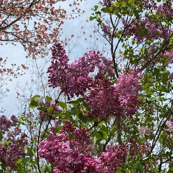 ライラックの花の画像 by 山ちゃんさん | ライラックと花のある暮らしと近くの小公園とライラックの花