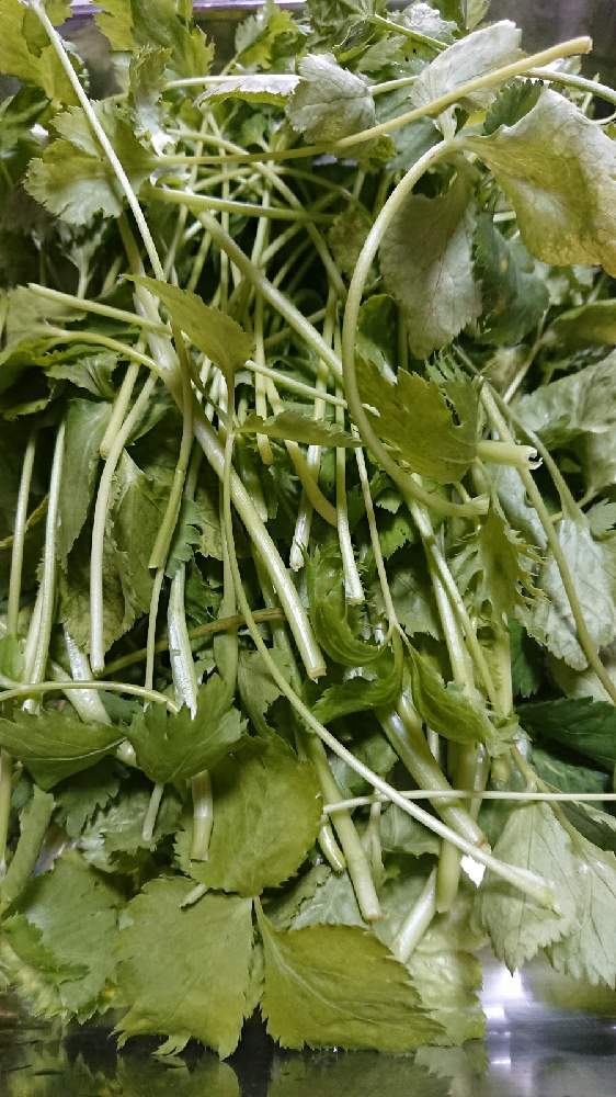 三つ葉の収穫の投稿画像 By 苺さん プランターとおうち園芸とお家栽培とお家で栽培とプランター植え 21月4月9日 Greensnap グリーンスナップ