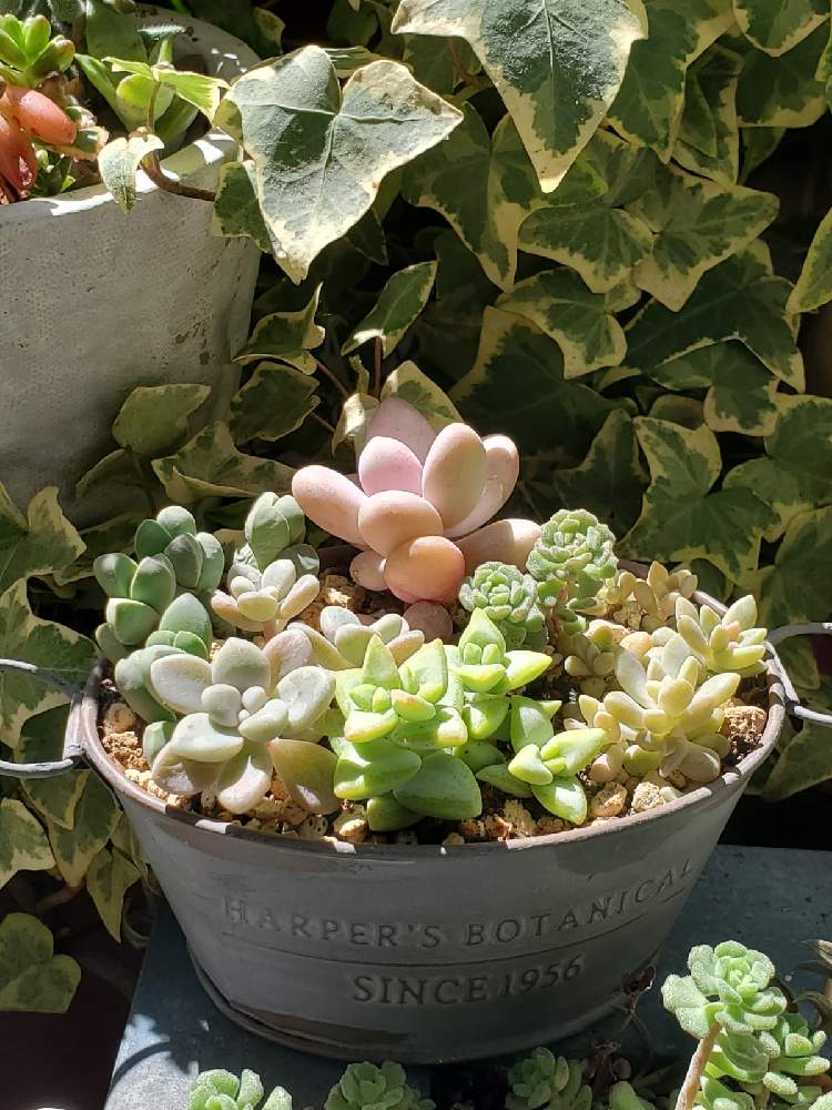 多肉植物の投稿画像 By Tontonさん 多肉大好きとベランダガーデニングとかわいい多肉と多肉寄せ植え 21月4月9日 Greensnap グリーンスナップ