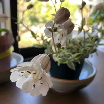 シレネ 斑入り葉の画像 by momonokoさん | 窓辺とシュネークライトと緑のある暮らしとシレネ 斑入り葉と釣鐘状の花と可愛いと花のある暮らしと白い花と衝動買いと癒しのひと時とシレネ  ユニフローラ