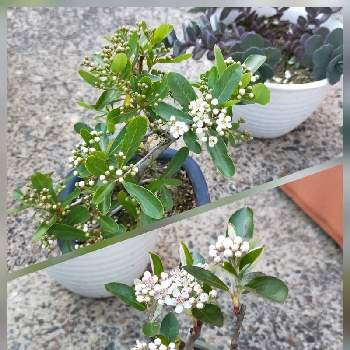 ピラカンサスの投稿画像一覧 Greensnap グリーンスナップ