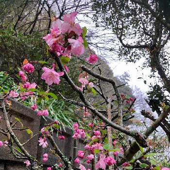 カイドウザクラの投稿画像一覧 Greensnap グリーンスナップ