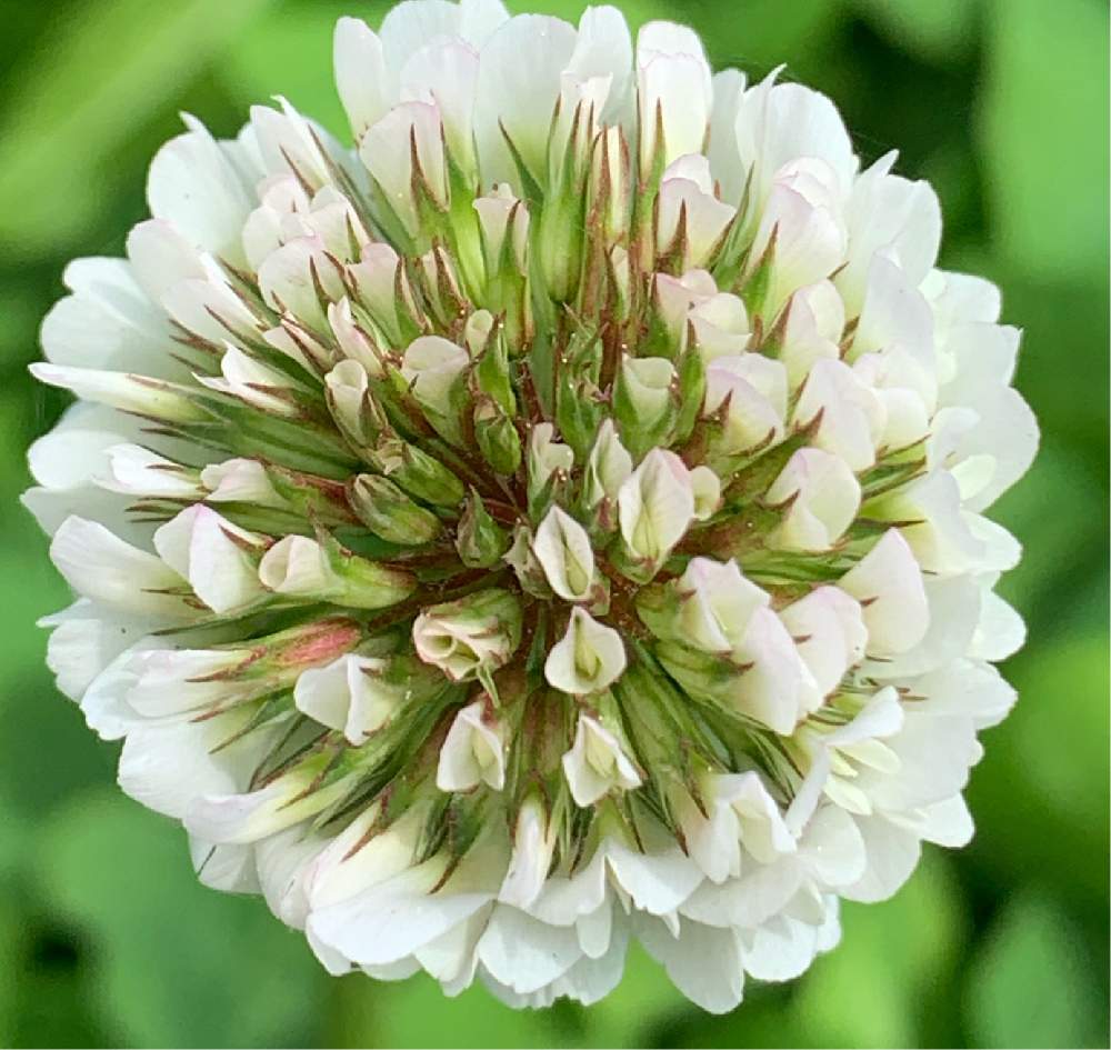 シロツメクサの投稿画像 By ピンクのコスモスさん 21月4月9日 Greensnap グリーンスナップ