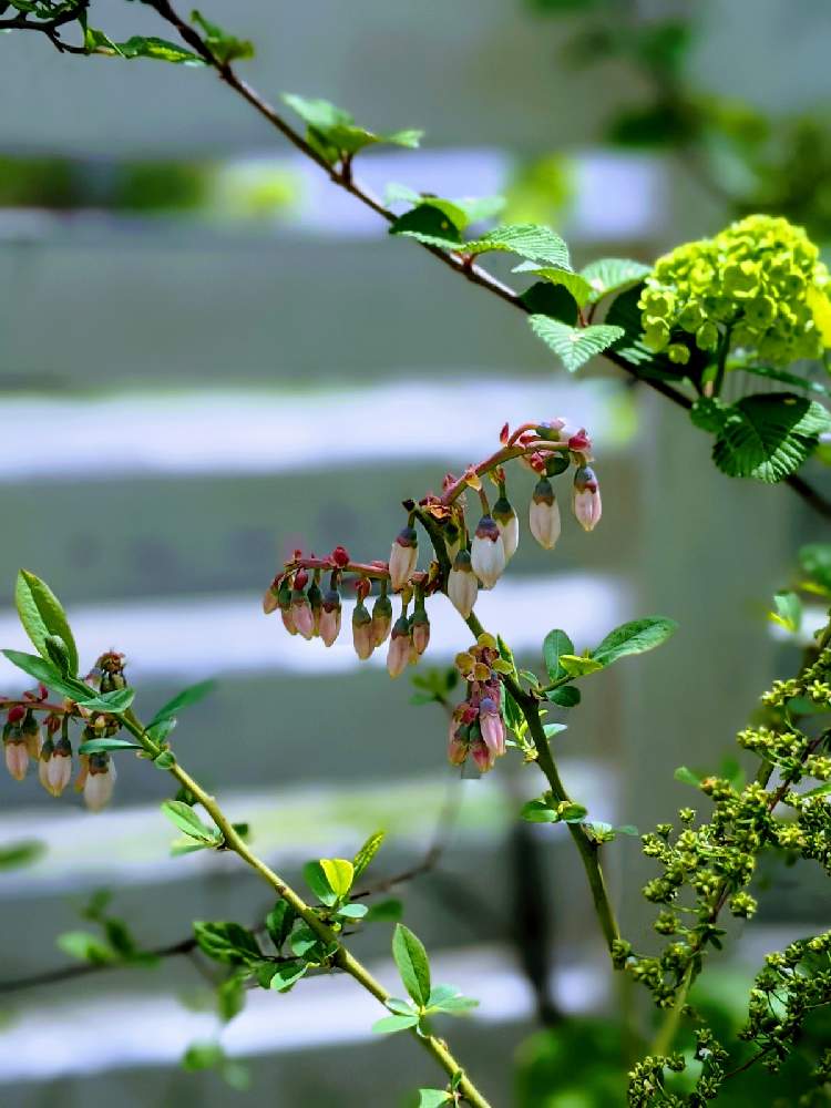 オオデマリの投稿画像 By こはな さん ブルーベリーと花のある暮らしと実のなる木 21月4月9日 Greensnap グリーンスナップ