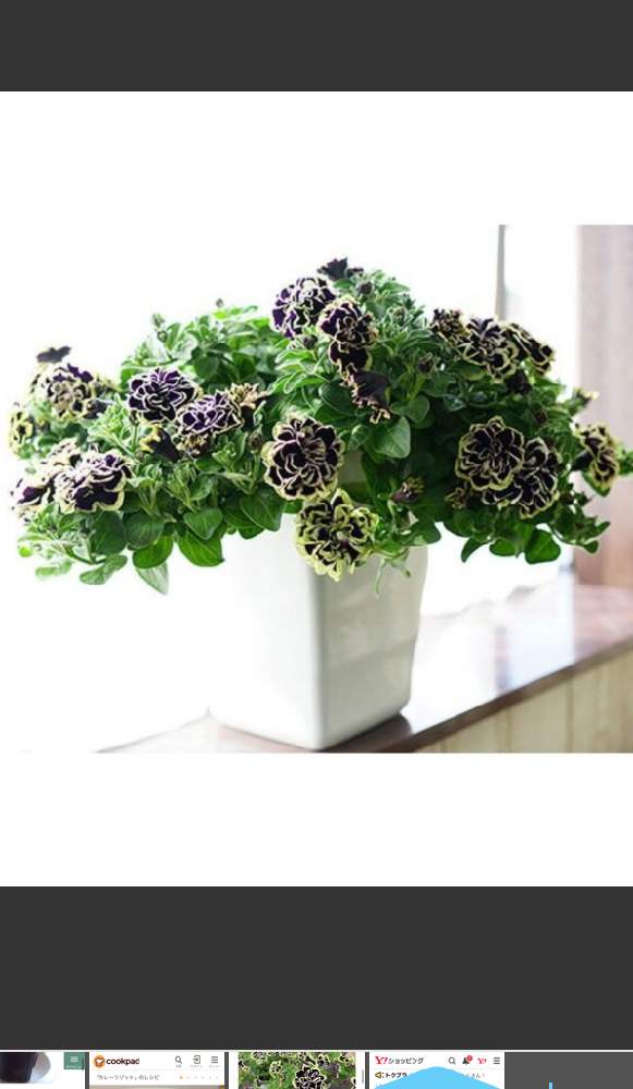 ペチュニア 花衣 黒真珠 栽培日記 Greensnap グリーンスナップ