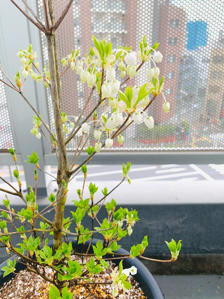 ドウダンツツジの投稿画像 By あゆまるさん 観葉植物と植物のある暮らしとおうち時間と成長中と植え替えと新入りと日光浴と大きくなれと成長記録と花のある暮らしとかわいいとgreen Up と新芽 21月4月9日 Greensnap グリーンスナップ